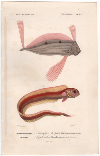 Ribbon Fish/Bony Fish, Red Bandfish